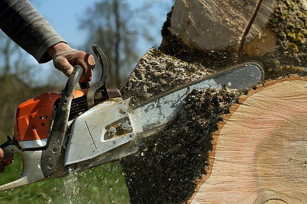 Best Stump Grinding and Removal  in Woodhaven, MI